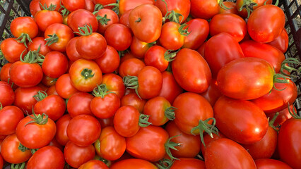 Ripe tomatoes, Harvest of ripe tomatoes.