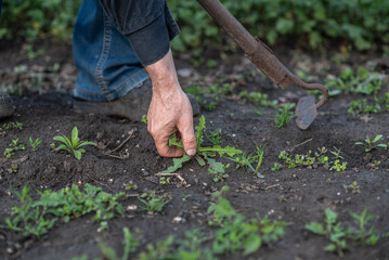 weeding the vegetable garden