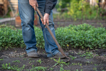 the gardener is weeding the vegetable garden