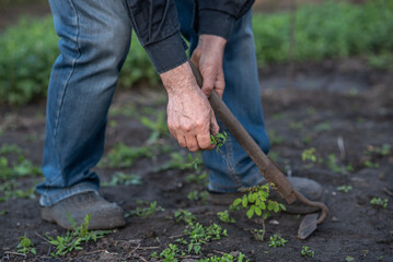 The gardener weeds and pulls weeds in the garden