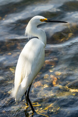 snowy egret