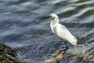 snowy egret in water