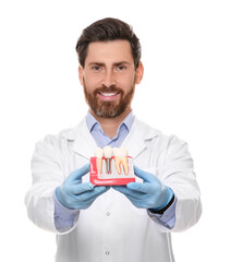 Dentist holding educational model of dental implant on white background