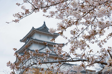 春の明石城と桜「兵庫県」