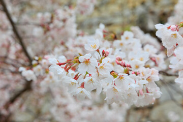 春の桜のクローズアップ「兵庫県」