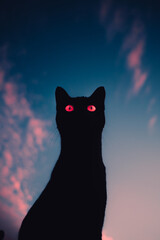 silhouette of a cat during sunset