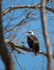 Bald Eagle