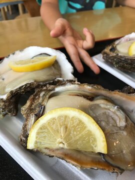 鳥海山の恵み 庄内牡蠣 をたべる

https://www.nwun.com/katsunakatamisa/syounaikaki/

初夏のこの時期は、庄内牡蠣がおいしい時期でもあります。
日曜日、朝から荘内にむかい、牡蠣をたべにいきました。

国府共たちは、庄内空港で飛行機をみにいきます。

2018年6月24日（日曜日）

イカリングもいただきます。

ギンダラもいただきます。

浜焼きは