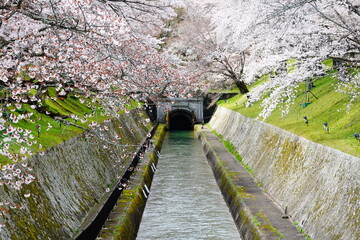 春の風景　桜咲く琵琶湖疎水