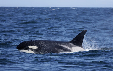 killer whale, orca 