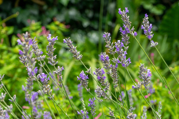 Flor de lavanda