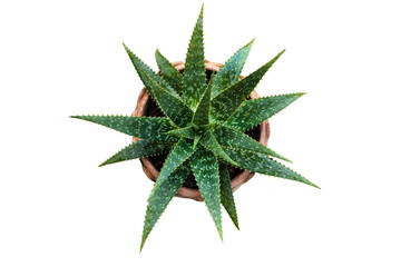 Aloe vera plant in a pot isolated on white background top view, medecine plant, herb.