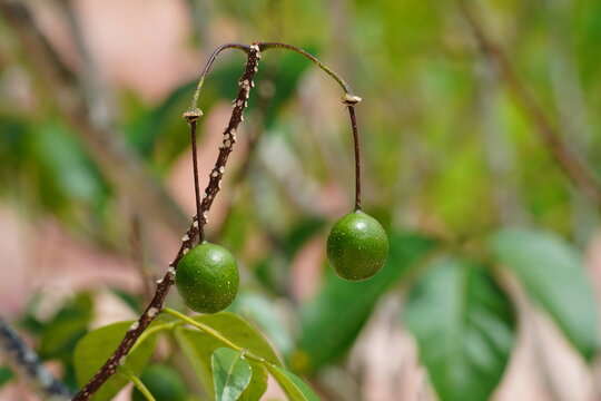 Green fruits of Crataeva tapia L. (family Capparidaceae) medicinal plant on the bank of the Amazon River. Praia da Lua, Manaus district, Brazil.