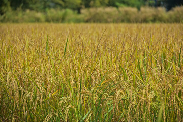 The golden ears of ripe rice look beautiful in the chemical-free field ready for harvest. Beautiful view of rice fields ripening, ready to be harvested and golden yellow.