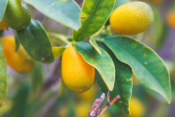 Obraz premium Kumquat fruit tree branches growing in Corfu island, Greece, Ionian islands, Fortunella margarita cumquats, many fruit-bearing Kumquats grove