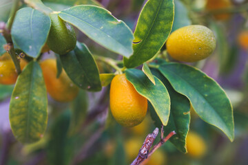 Kumquat fruit tree branches growing in Corfu island, Greece, Ionian islands, Fortunella margarita cumquats, many fruit-bearing Kumquats grove