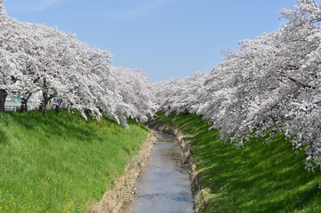 Saho river in Spring