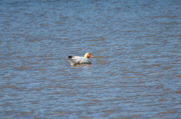 Snow Goose