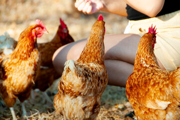 Free Range ISA Brown Chicken