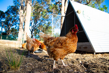 Free Range ISA Brown Chicken