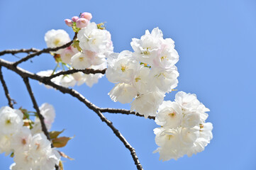 cherry tree blossom