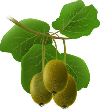 Kiwifruits branch isolated