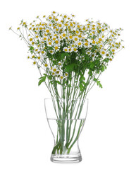 Glass vase with beautiful chamomile flowers isolated on white