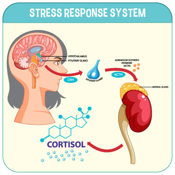 Stress response system scheme