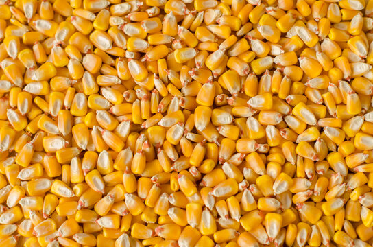 raw corn kernels, as texture background