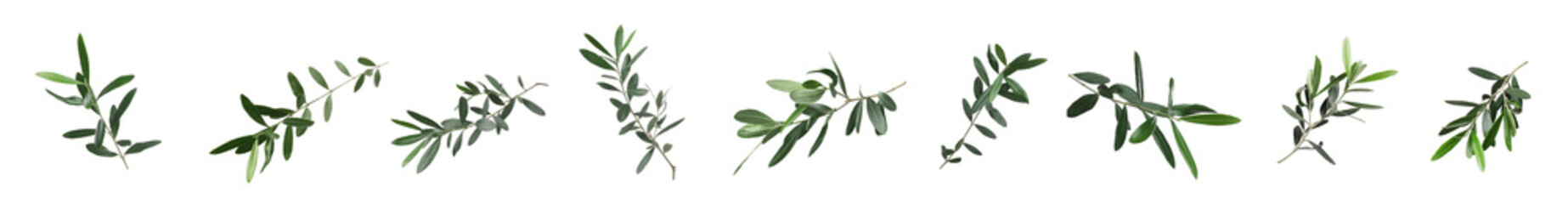 Set of olive twigs with fresh green leaves on white background. Banner design