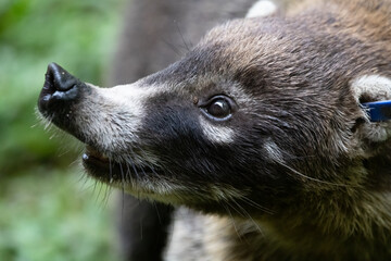 Coati