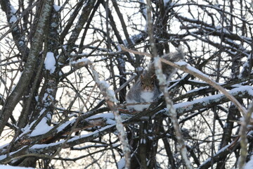 Winter scene in Canada