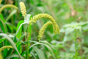 foxtail millet in the field