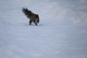 Winter scene in Canada