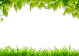 Fototapeta na wymiar Frame illustration of leaves and grasses ( png /background transparent )