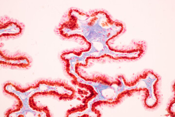 Characteristics Tissue of Optic nerve Human, Cornea from eye Human and Eyelid Human under the microscope in Lab.