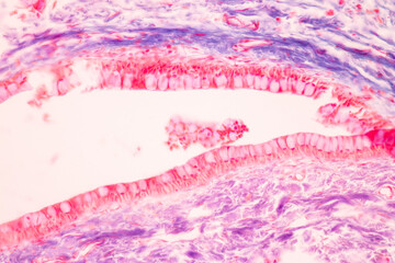 Characteristics Tissue of Optic nerve Human, Cornea from eye Human and Eyelid Human under the...