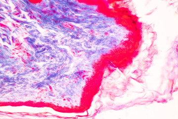 Characteristics Tissue of Optic nerve Human, Cornea from eye Human and Eyelid Human under the microscope in Lab.