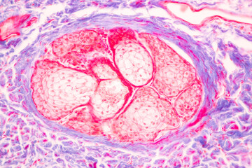 Characteristics Tissue of Optic nerve Human, Cornea from eye Human and Eyelid Human under the microscope in Lab.