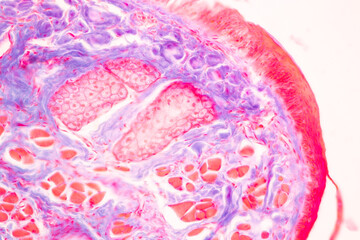 Characteristics Tissue of Optic nerve Human, Cornea from eye Human and Eyelid Human under the...