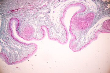 Backgrounds of Characteristics Tissue of Vagina Human under the microscope in Lab.