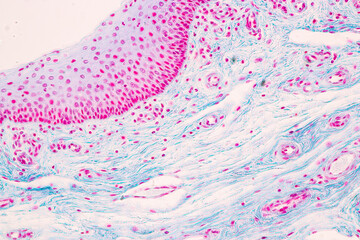 Backgrounds of Characteristics Tissue of Vagina Human under the microscope in Lab.
