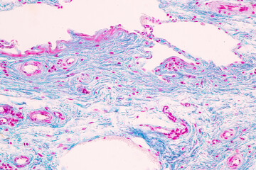 Backgrounds of Characteristics Tissue of Vagina Human under the microscope in Lab.