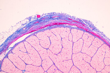 Characteristics Tissue of Optic nerve Human, Cornea from eye Human and Eyelid Human under the...