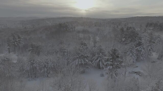 Snow covered Winter woodland Aerial tracking forward