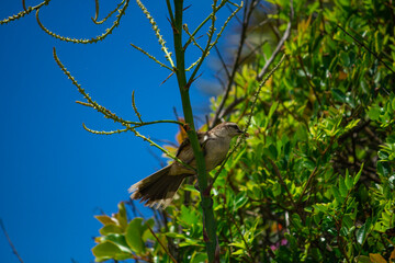 Tropical Mockingbird (Mimus gilvus) on top of a branch at the beach