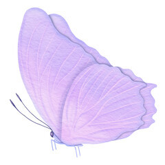 Watercolor purple butterfly.