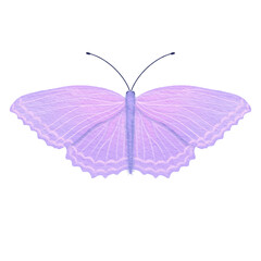 Watercolor purple butterfly.