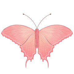 Watercolor orange butterfly.