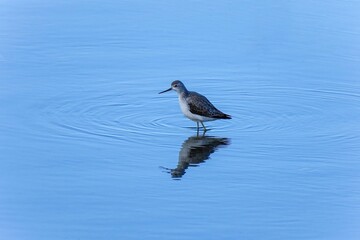 青空映す水面で餌を探すアオアシシギ